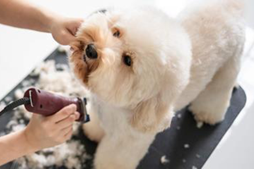 Knippen, scheren en uitdunnen